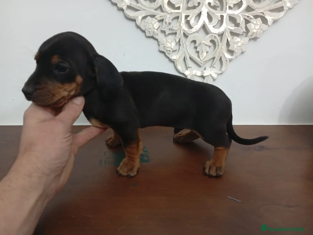 Teckel perros en venta: Teckel  - Anuncio 1