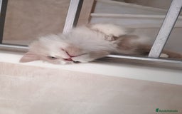 Highland Straight gatos en venta: Scottish straight  - Imagen 4