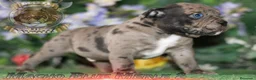 American Bully perros en venta: AMERICAN BULLY CRIADORES 622414793 (SOLO LLAMADAS) en Sevilla - Anuncio 4