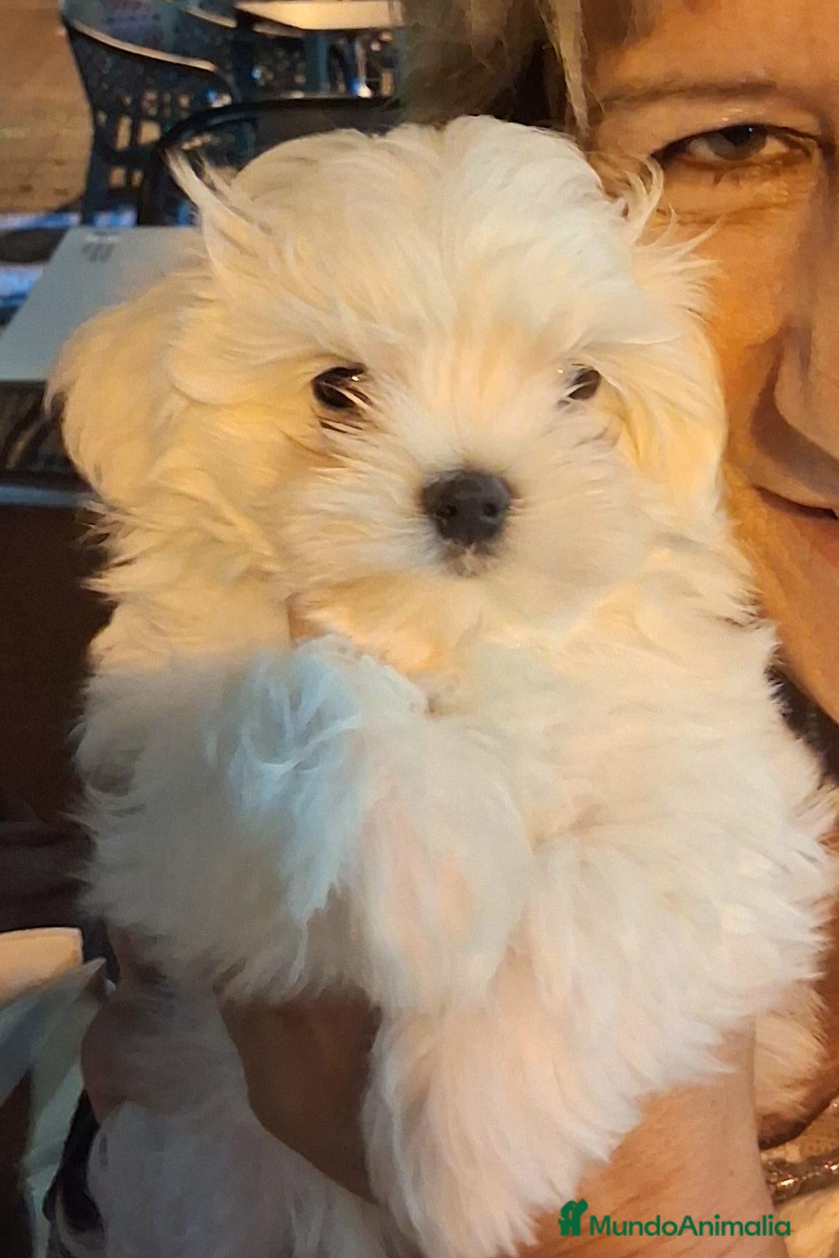 Bichón Maltés perros Bichoncitos Adorables - Anuncio 1
