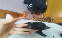 Chihuahua perros en venta: Chihuahua hembra micro toy  - Imagen 7