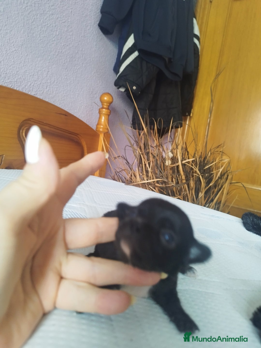 Chihuahua perros en venta: Chihuahua hembra micro toy  - Imagen 7