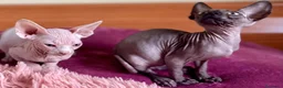 Sphynx gatos en venta: Gatitas sphynx color blanco y negro - Anuncio 3
