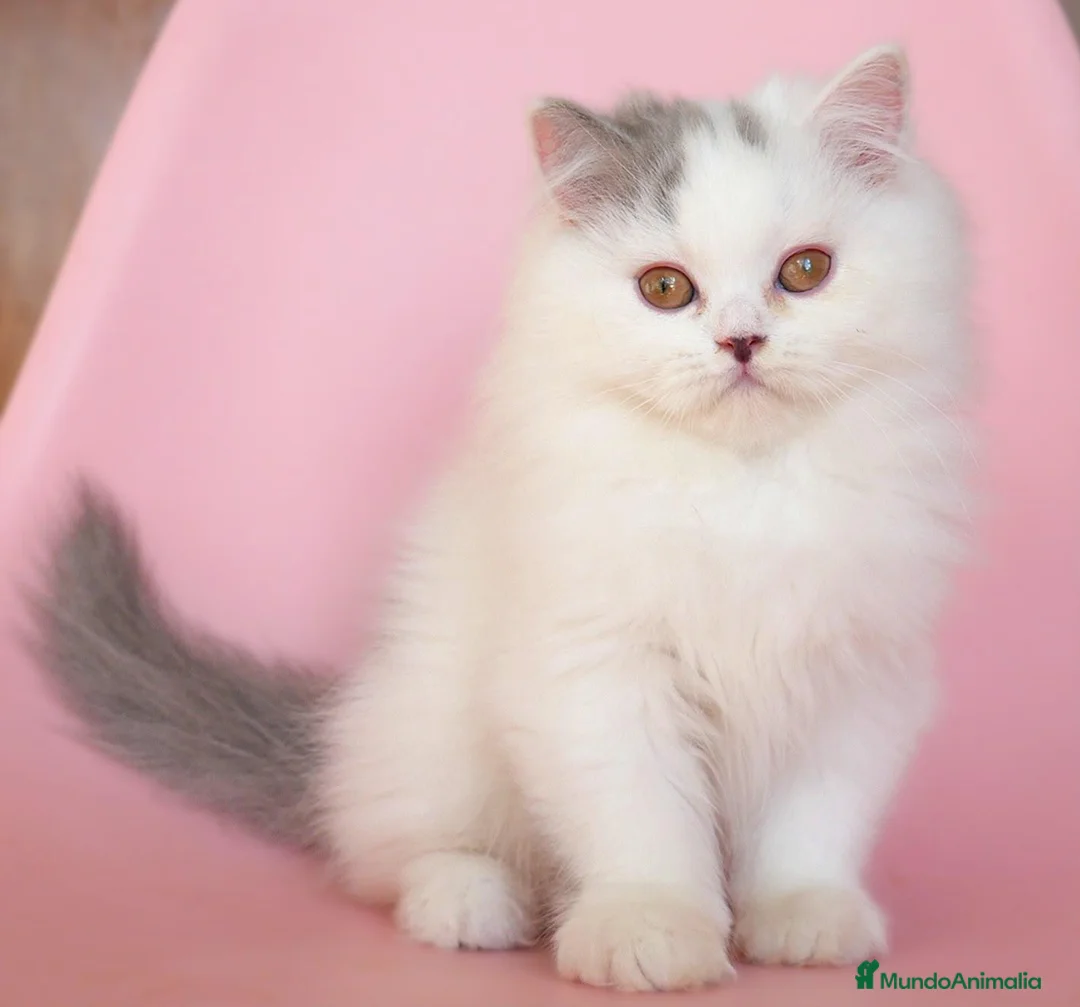 Británico de Pelo Largo gatos en venta: British Longhair macho arlequín azul  - Anuncio 5