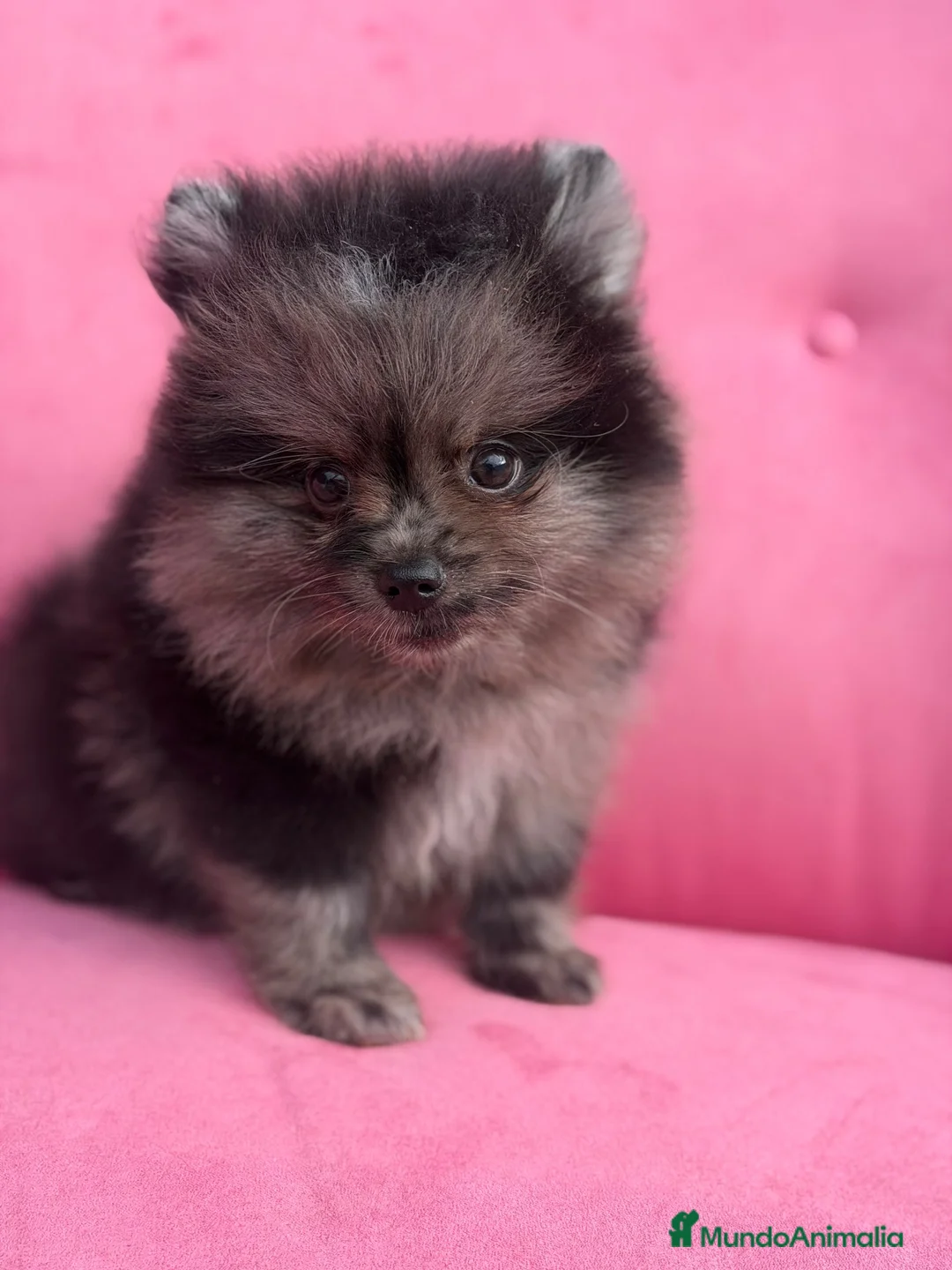 Pomerania perros en venta: Pomerania merle - Anuncio 4