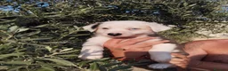 Border Collie perros en venta: Gran camada de Border Collie - Anuncio 4