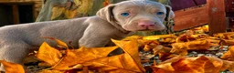 Weimaraner perros en venta: Bracos de Weimar magníficos - Anuncio 6