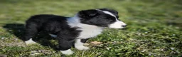 Border Collie perros en venta: Último cachorro border collie macho! - Anuncio 4