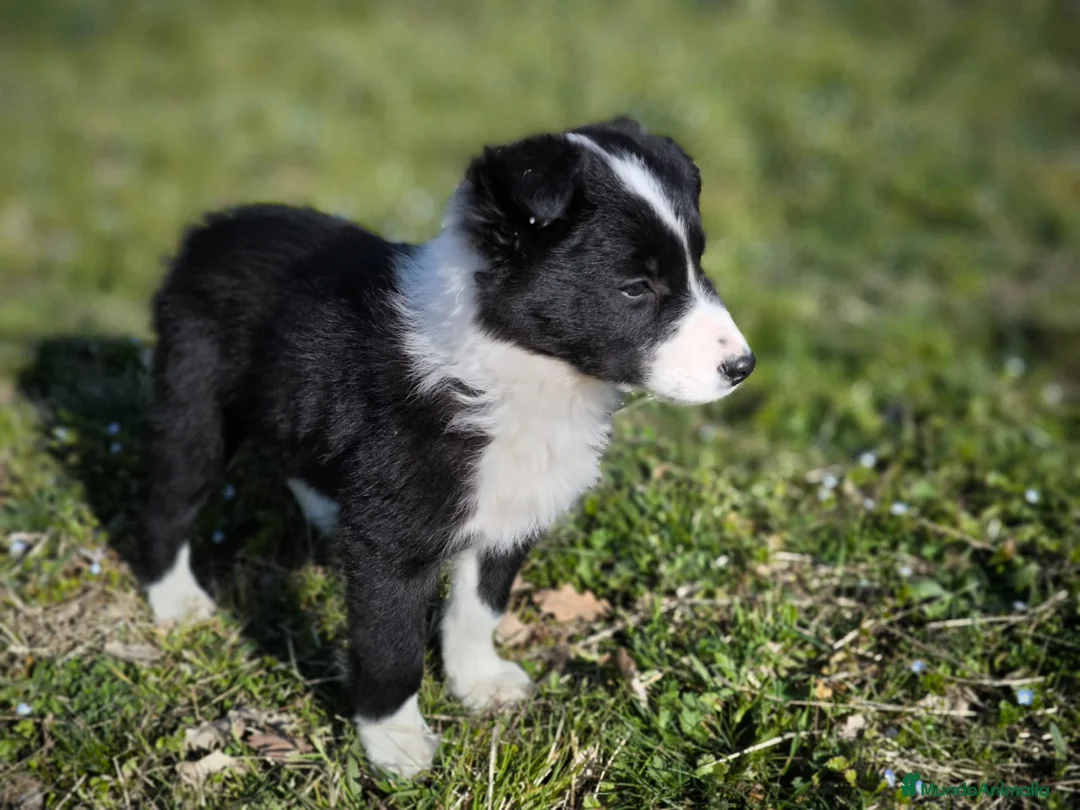 Border Collie perros en venta: Último cachorro border collie macho! - Anuncio 4