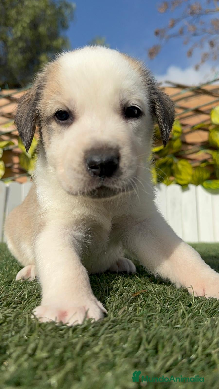 Mastín Español perros MASTIN ESPAÑOL - Anuncio 5