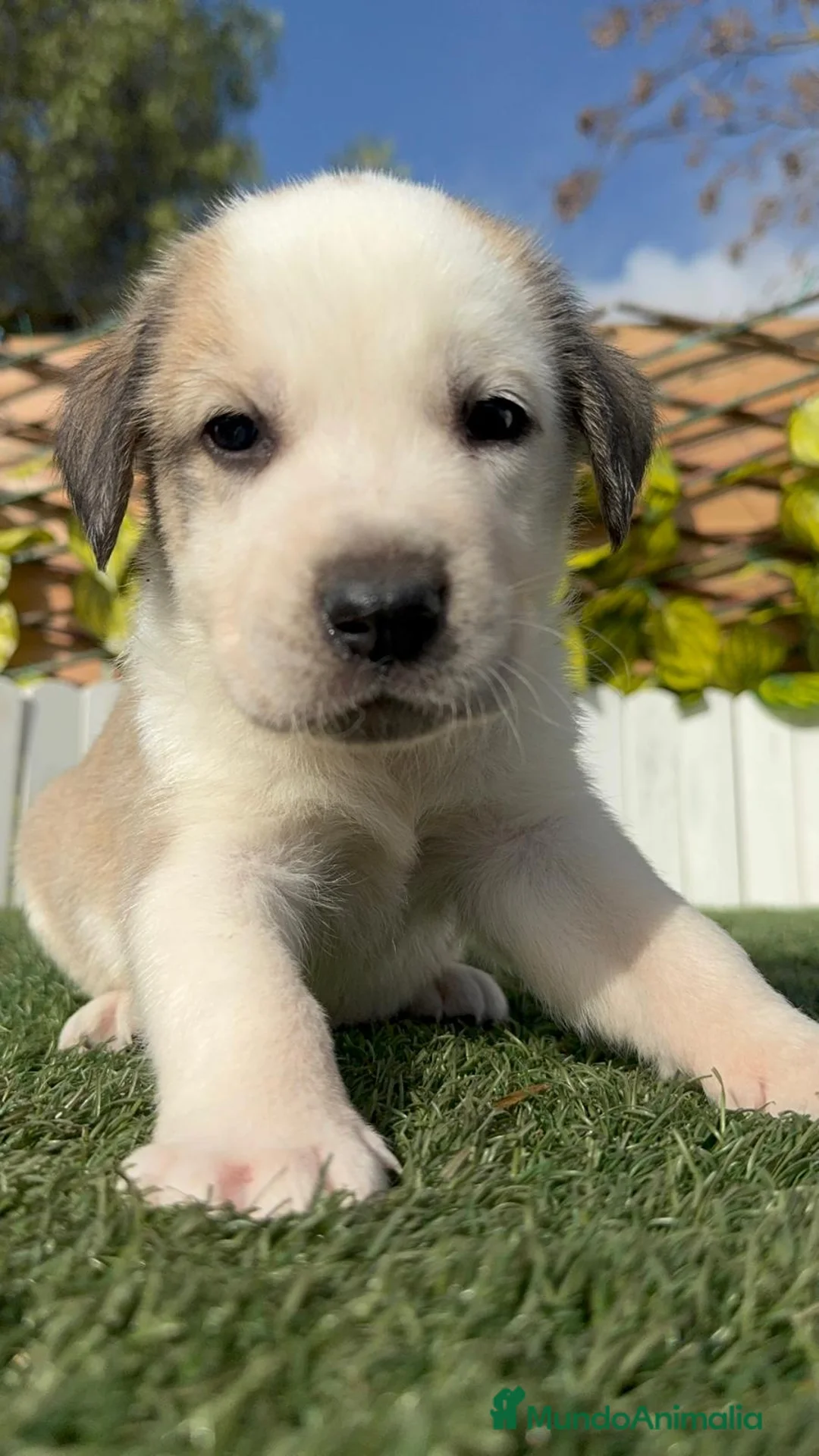 Mastín Español perros en venta: MASTIN ESPAÑOL - Anuncio 1