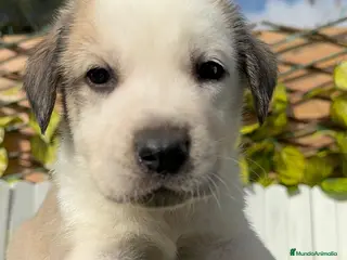 Mastín Español perros MASTIN ESPAÑOL - Anuncio 5