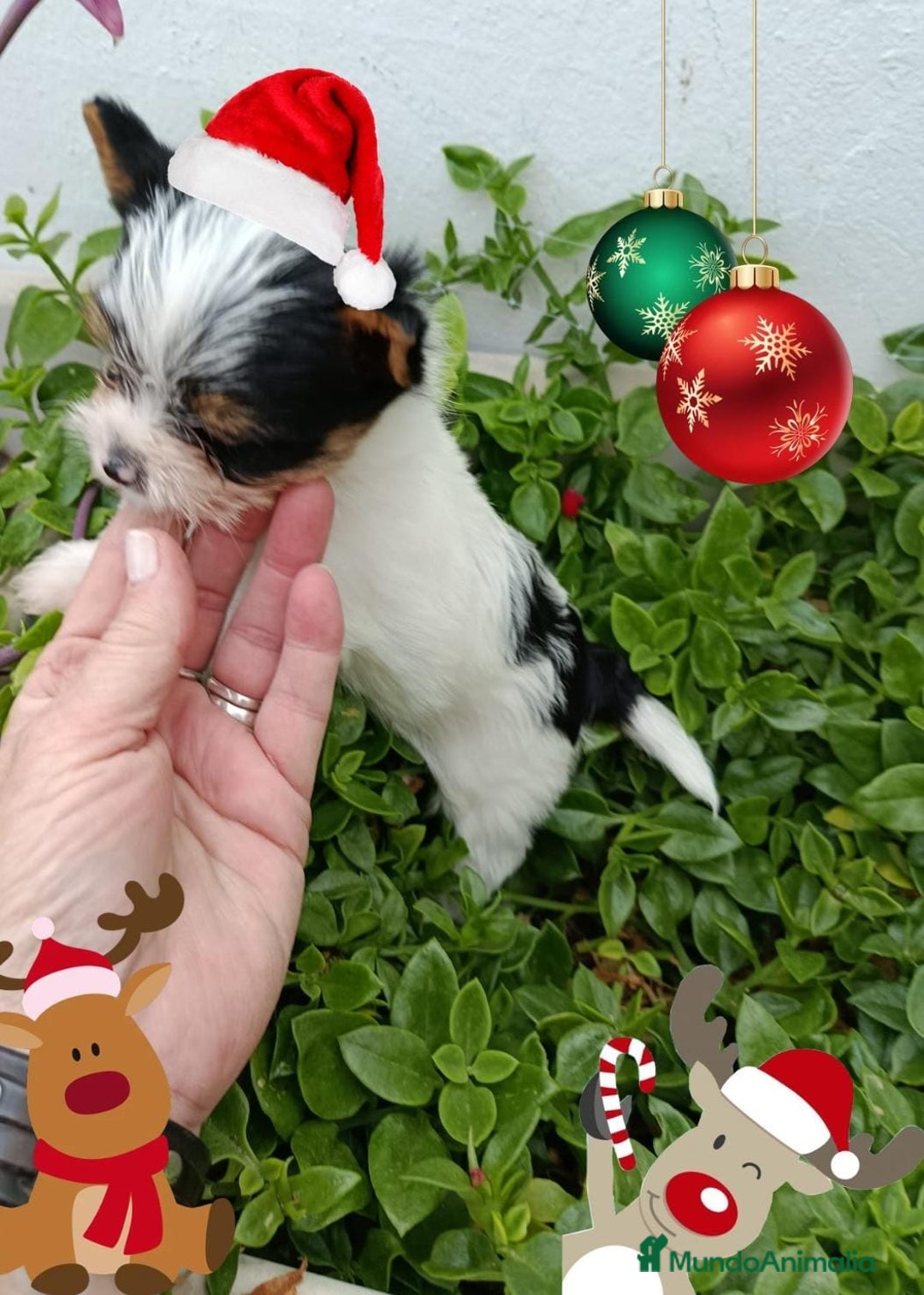 Biewer Yorkshire Terrier a la Pom Pon perros en venta: Yorkshire biewer toy  - Anuncio 4