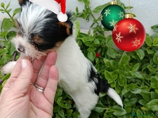 Biewer Yorkshire Terrier a la Pom Pon perros Yorkshire biewer toy - Anuncio 15