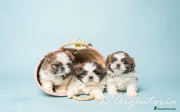 Shih Tzu perros en venta: camada de shih tzu - Imagen 12