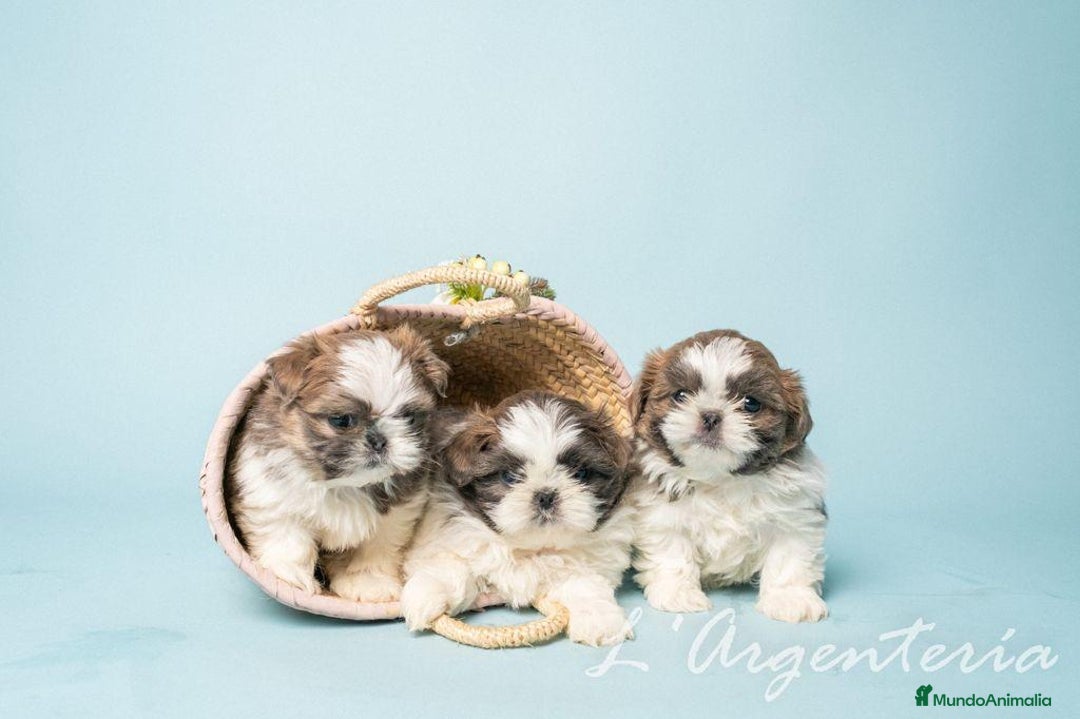 Shih Tzu perros en venta: camada de shih tzu - Imagen 12