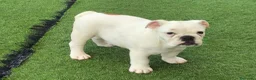 Bulldog Inglés perros en venta: Bulldog ingles machos  - Anuncio 3