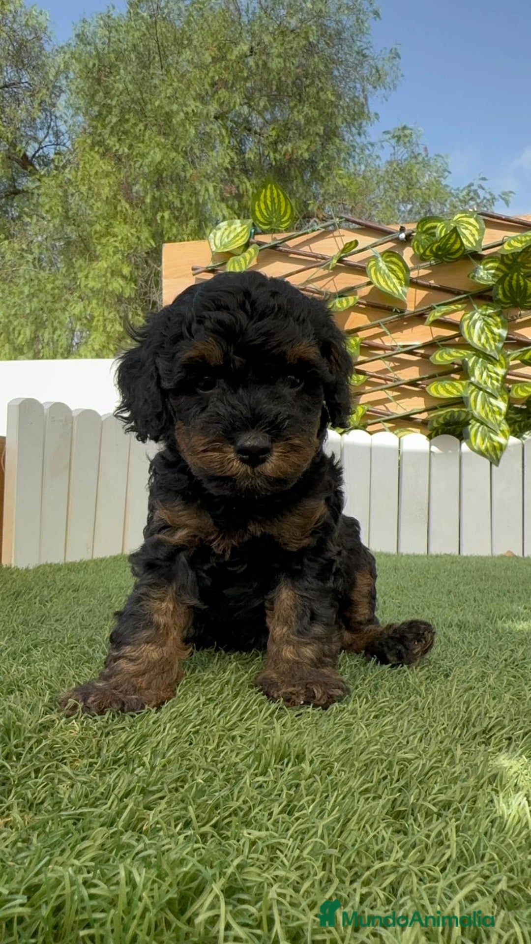Caniche Toy perros en venta: CANICHE TOY HEMBRA - Imagen 1