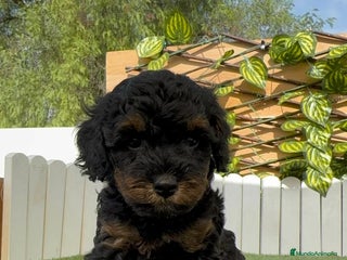 Caniche Toy perros - Anuncio 23