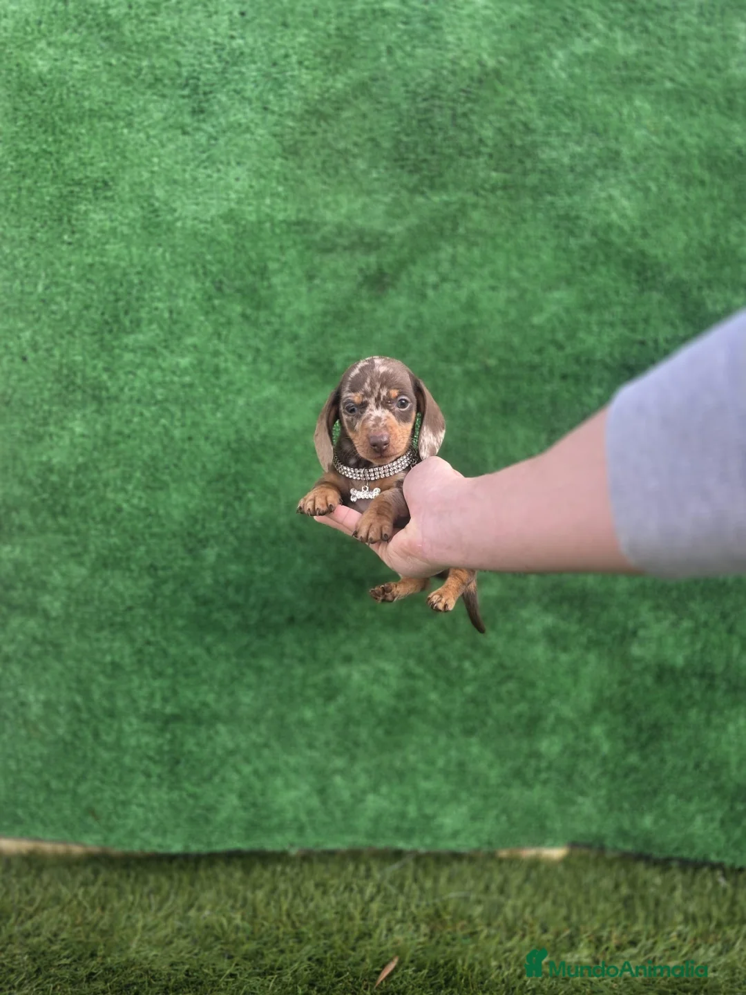 Teckel Miniatura perros en venta: TECKEL MINIATURA ARLEQUIN - Anuncio 1