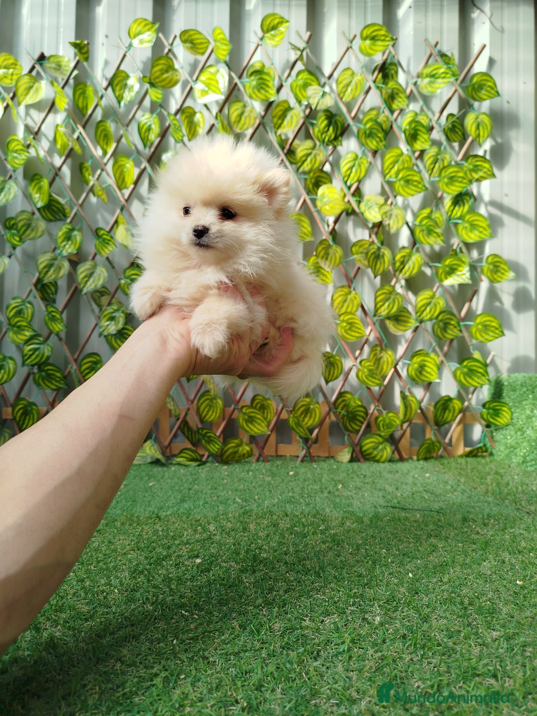 Pomerania perros en venta: Lulú de pomerania toy  - Anuncio 3