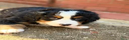 Boyero de Berna perros en venta: Boyero de Berna  - Anuncio 5