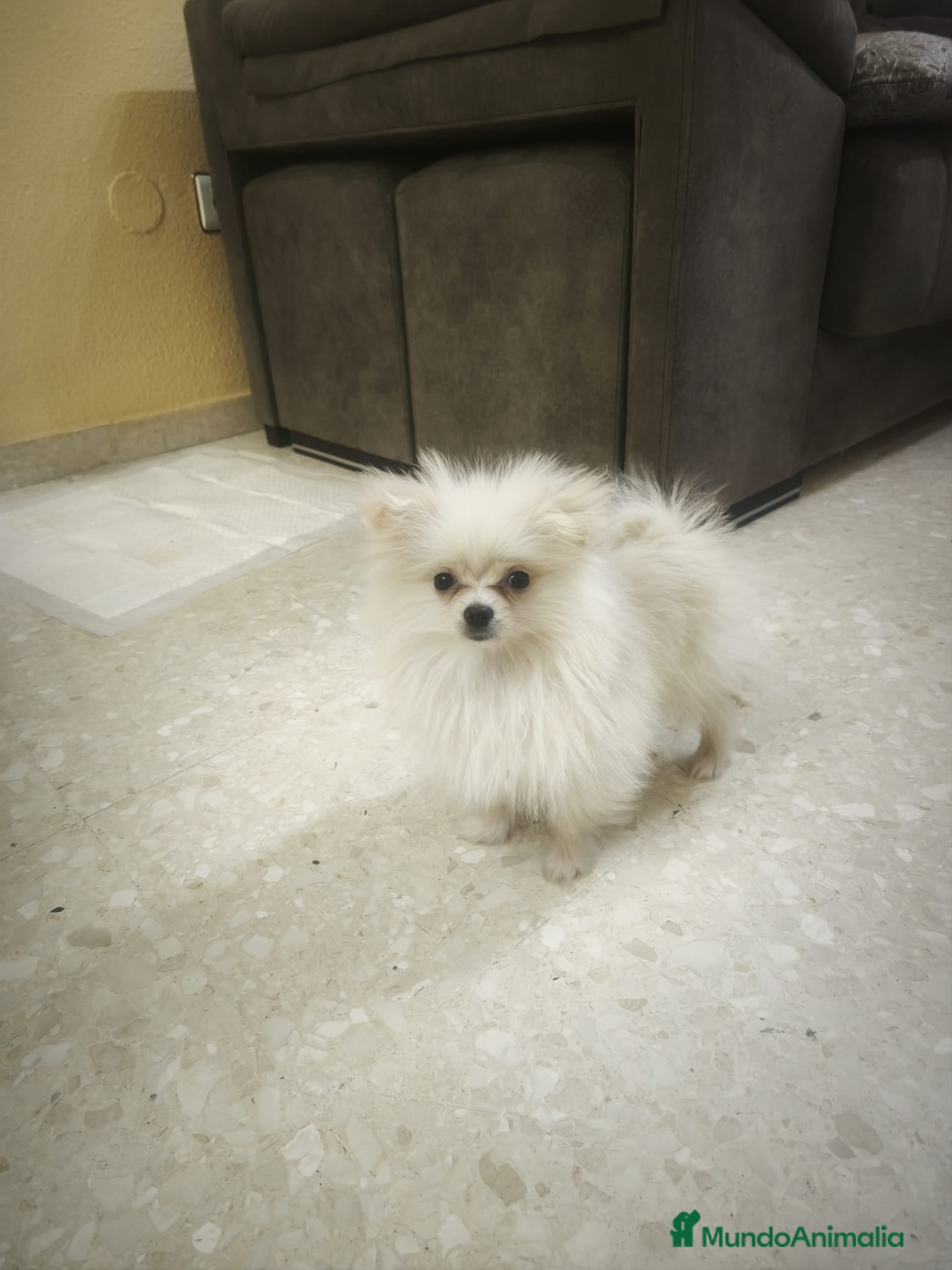 Pomerania perros en venta: Pomerania toy toy - Anuncio 4