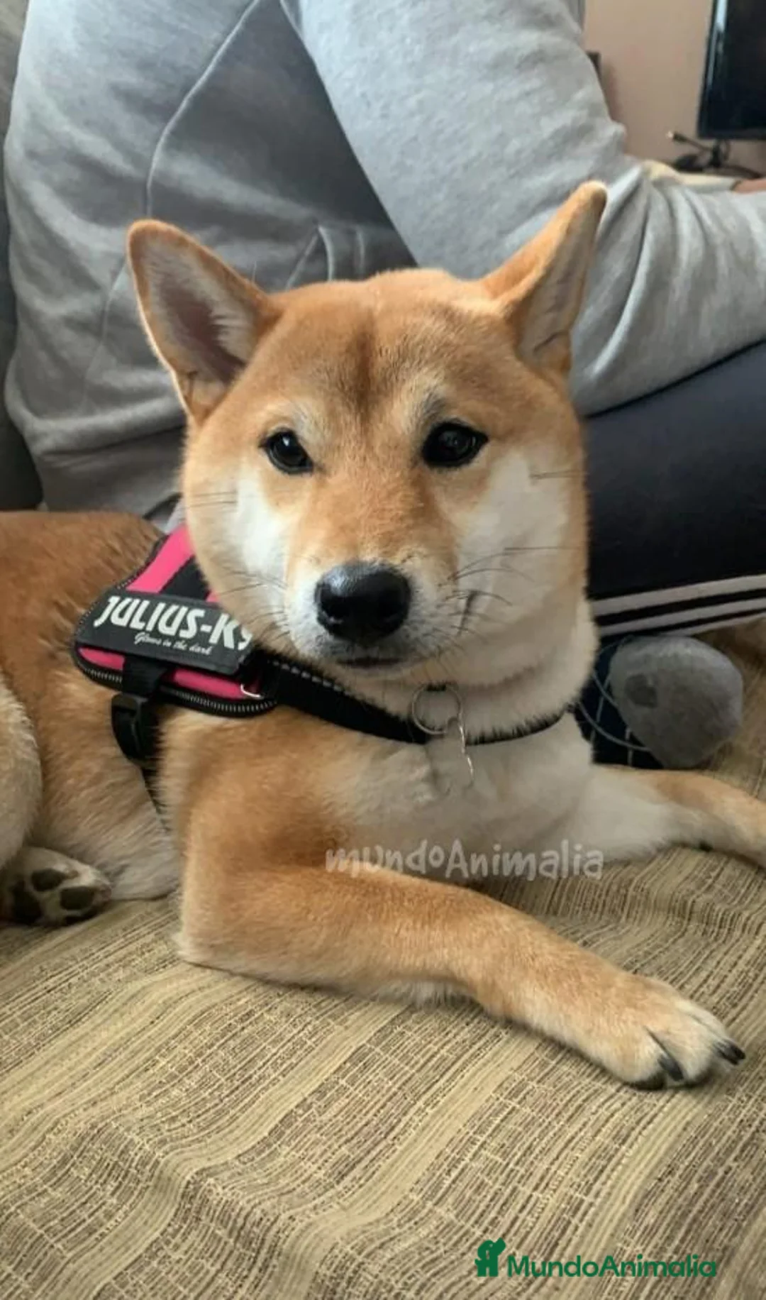 Imagen de galería {{count}}