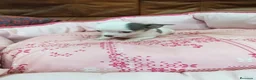 Chihuahua perros en venta: CHIHUAHUA TOY - Anuncio 3