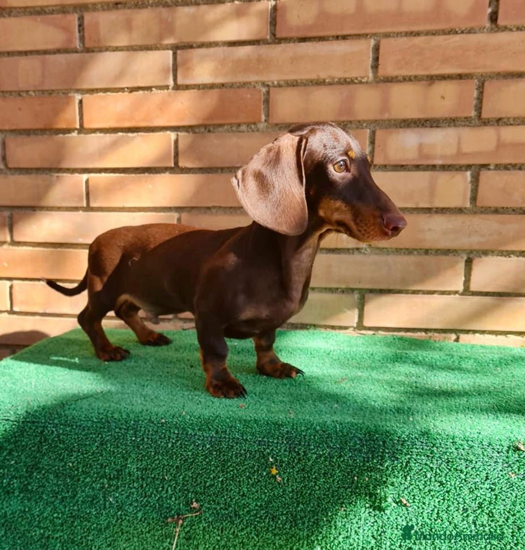 Teckel Miniatura perros en venta: Teckel mini - Anuncio 4