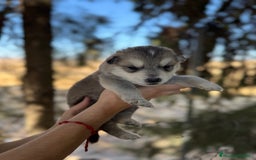 Raza Mixta perros en venta: Husky Siberiano y Lobo Artico - Imagen 9