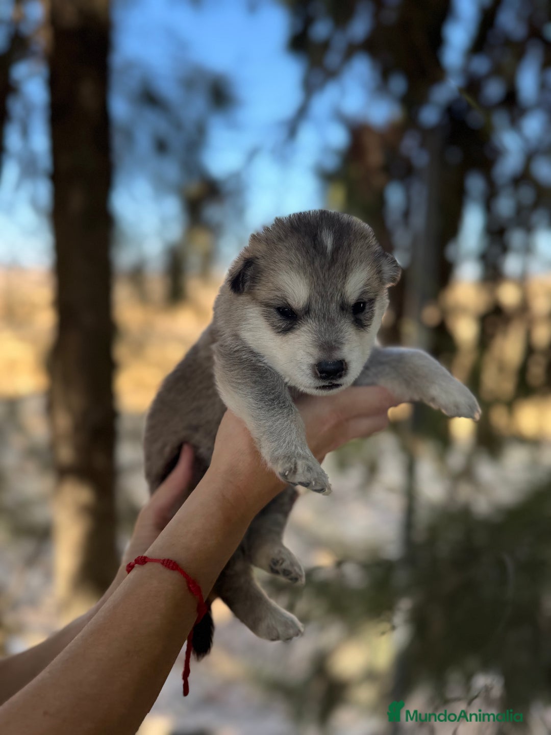 Raza Mixta perros en venta: Husky Siberiano y Lobo Artico - Imagen 9