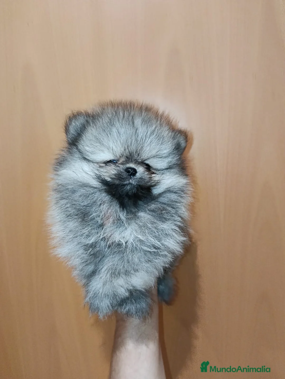 Pomerania perros en venta: Pomerania de Lulú - Anuncio 7