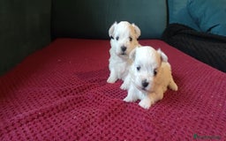 Bichón Maltés perros en venta: Maltés Toy. Macho disponible - Imagen 6