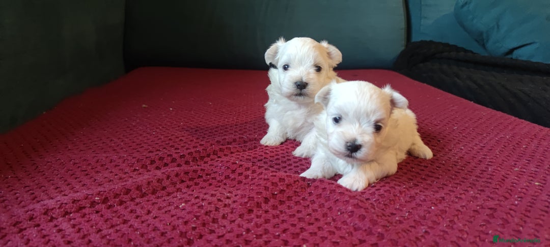 Bichón Maltés perros en venta: Maltés Toy. Macho disponible - Imagen 6