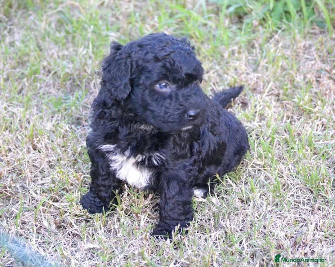 Perro de Agua Español perros en venta: Camada perro de agua español  - Anuncio 16