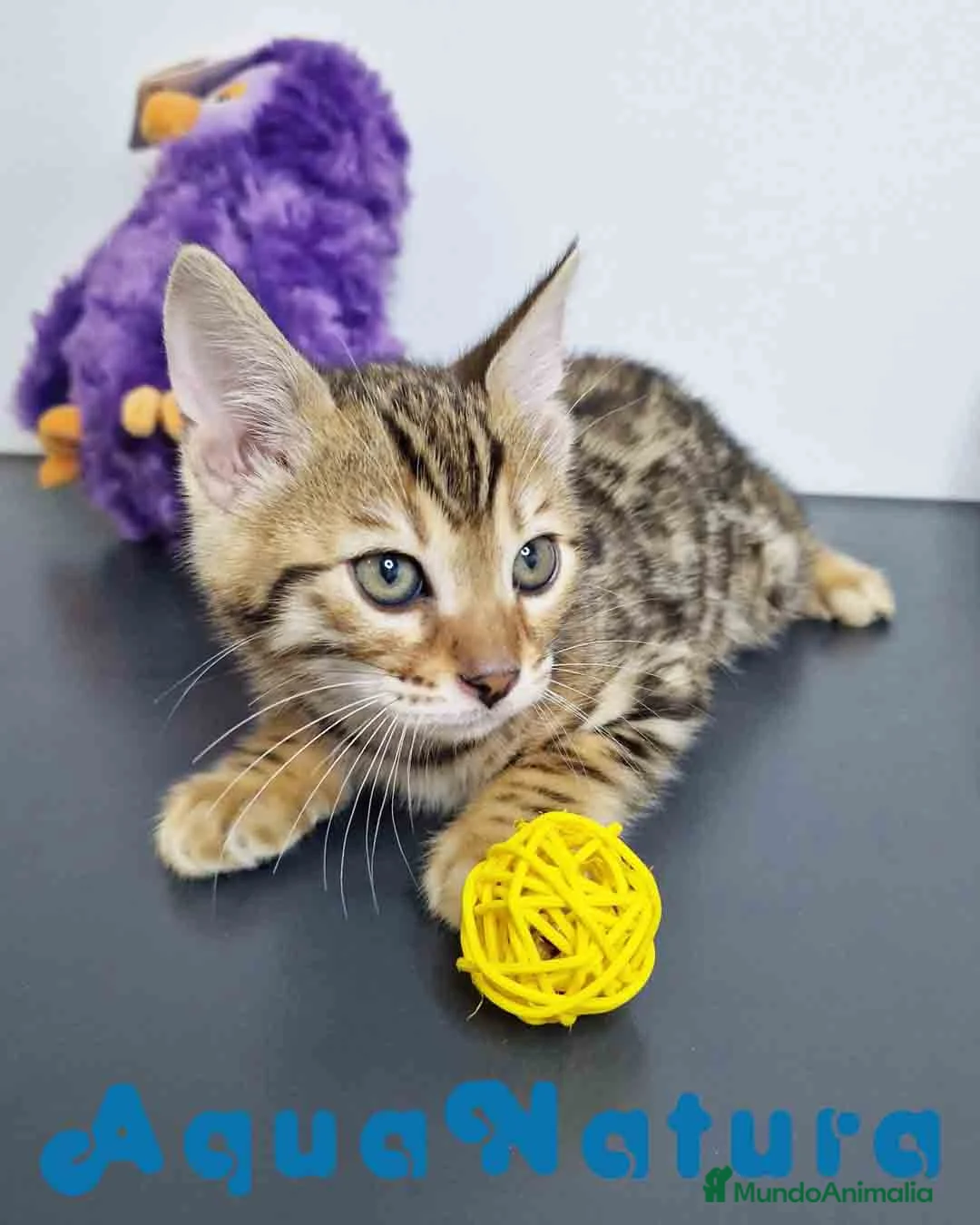 Bengalí gatos en venta: Bengali Hembra 1824 AQUANATURA en Barcelona - Anuncio 6