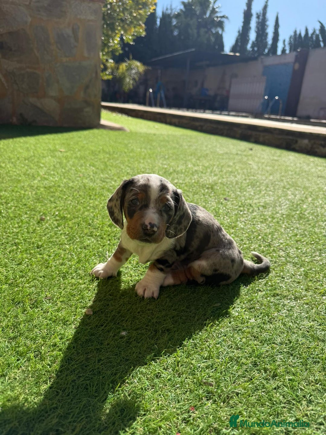 Teckel perros en venta: Teckel  - Anuncio 1