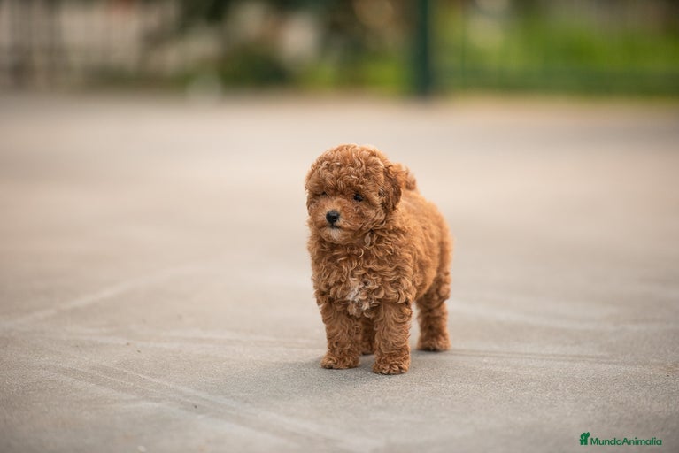 Imagen de galería {{count}}