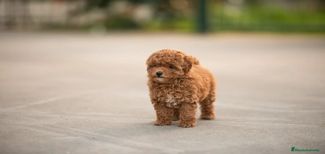 Imagen de galería {{count}}