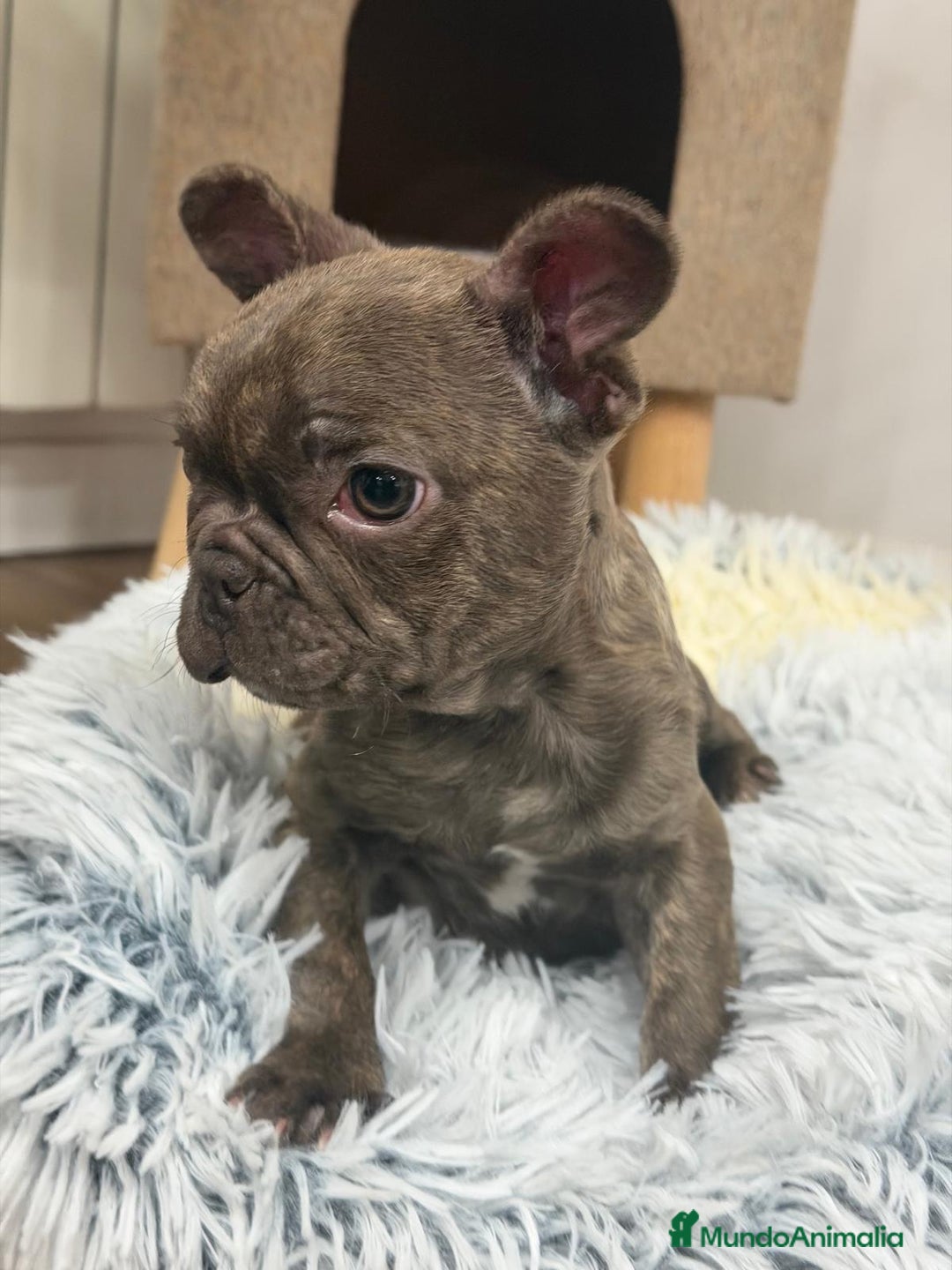 Bulldog Francés perros en venta: Bulldog Francés hembra guapísima  - Anuncio 4