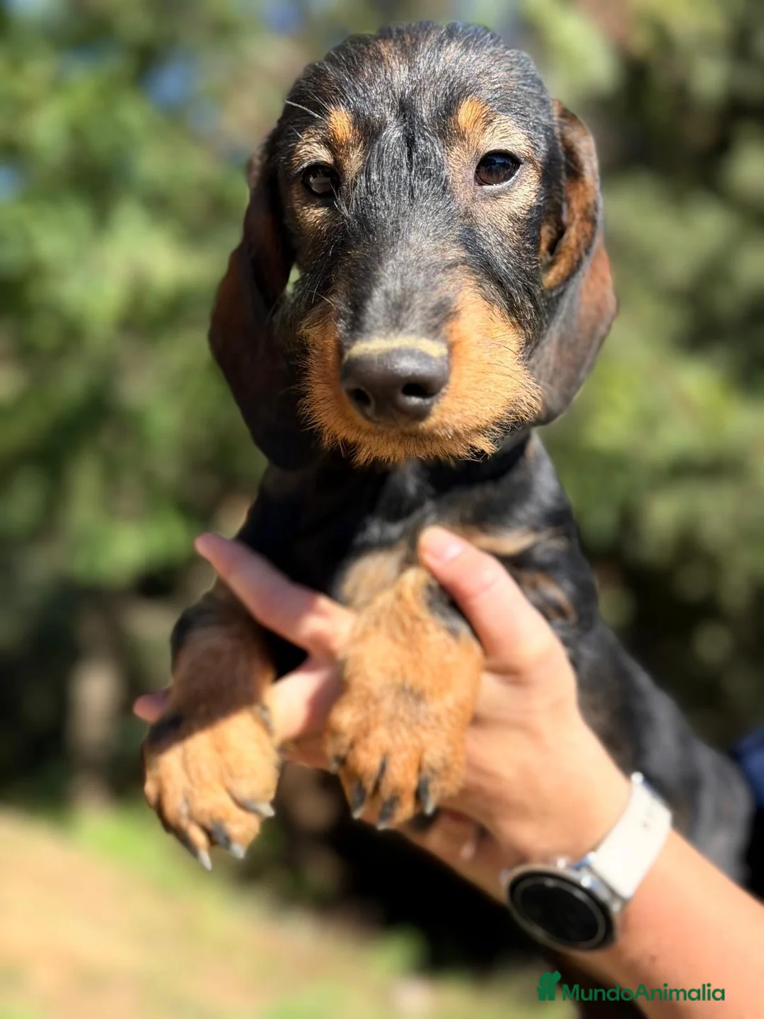 Teckel perros en venta: Teckel pelo duro hembras - Anuncio 1