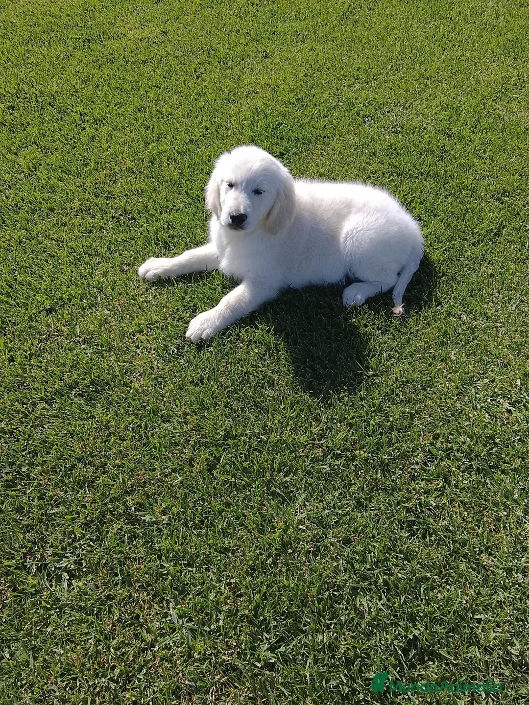 Golden Retriever perros en venta: Cachorro macho de golden retriever  - Anuncio 2