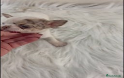 Chihuahua perros en venta: CHIHUAHUA MINI TOY - Imagen 2