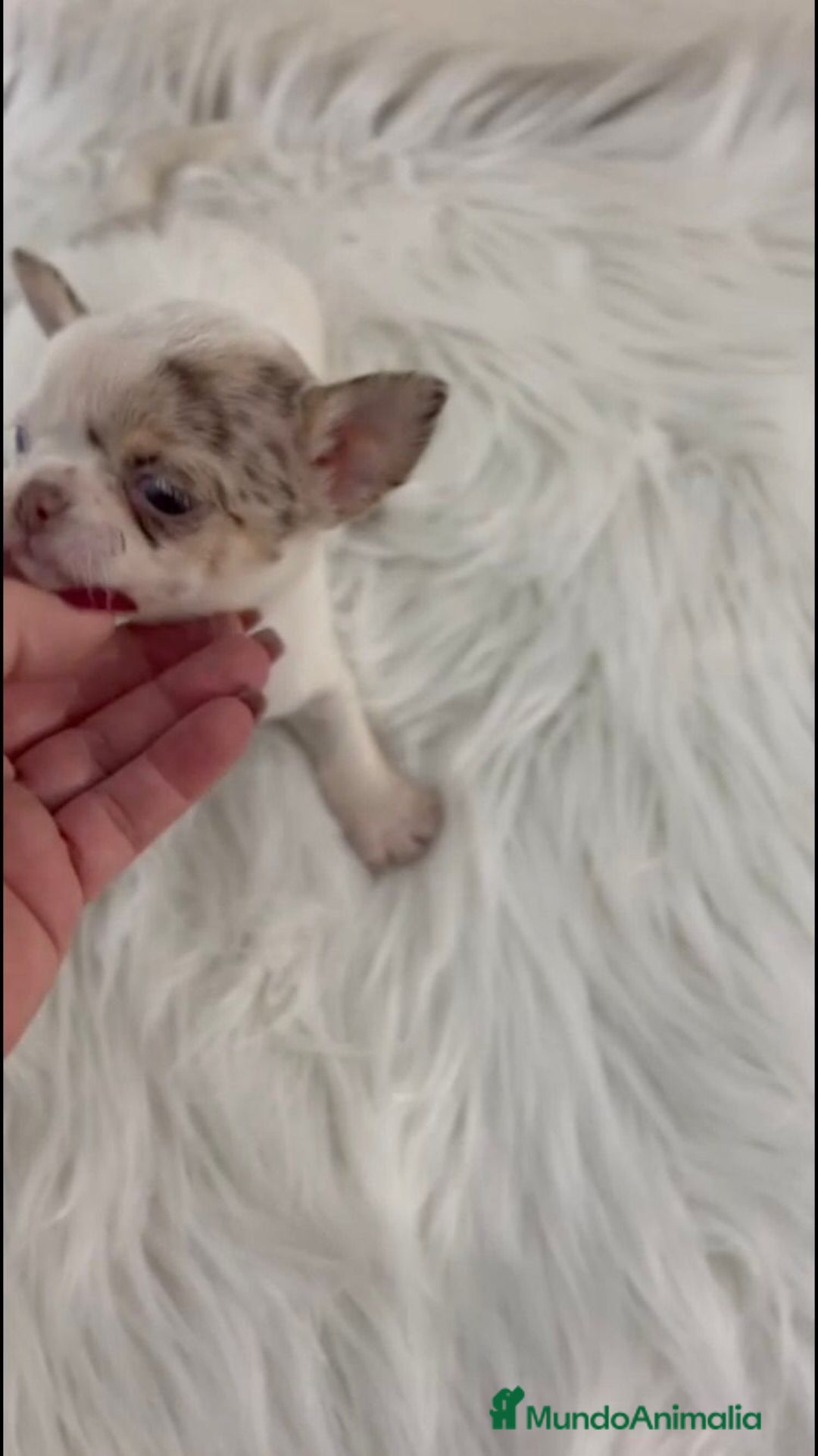 Chihuahua perros en venta: CHIHUAHUA MINI TOY - Imagen 2