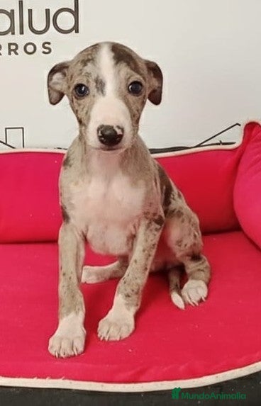 Whippet perros Whippet - Anuncio 31