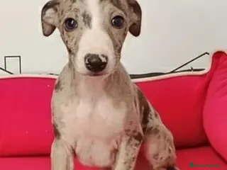 Whippet perros Whippet - Anuncio 31