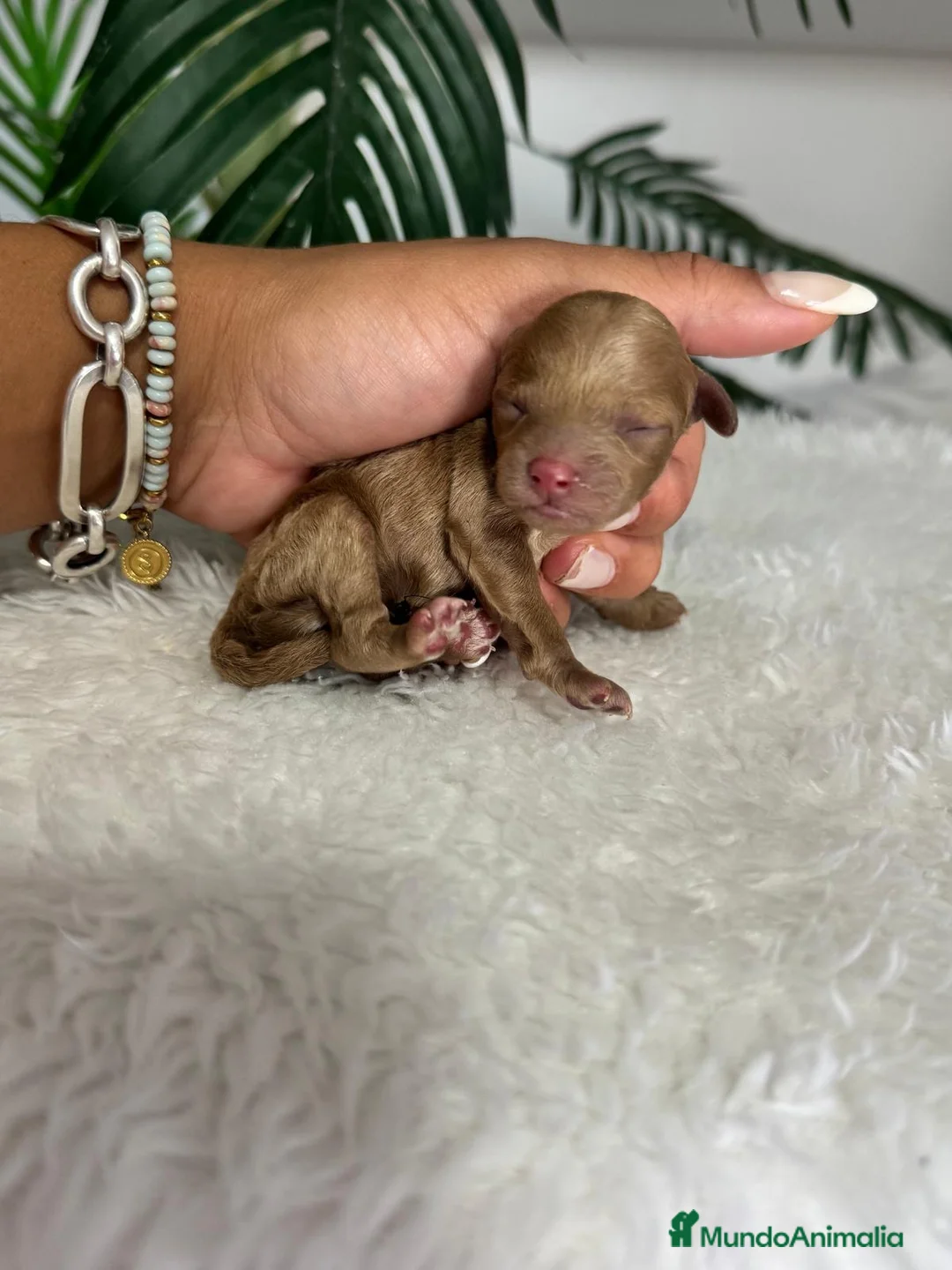 Caniche Toy perros en venta: CANICHE TOY-HEMBRA - Anuncio 7