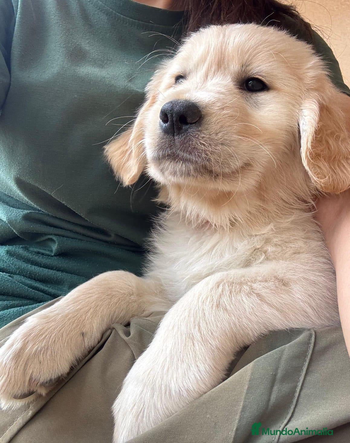 Golden Retriever perros Golden retriever valencia criadero familia salud  - Anuncio 8