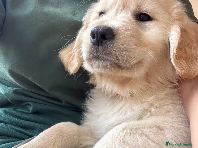 Golden Retriever perros Golden retriever valencia criadero familia salud - Anuncio 18